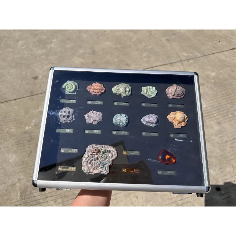 Pokémon Fossil Set Bai Jing Wu Studio