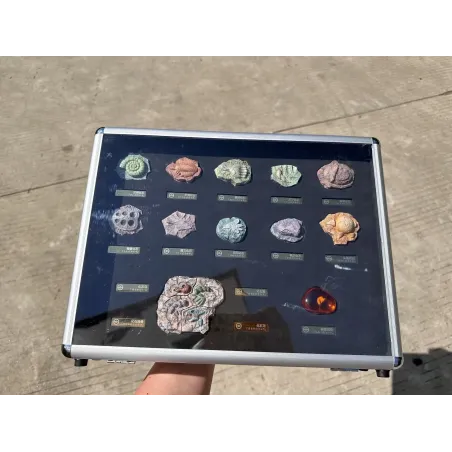 Pokémon Fossil Set Bai Jing Wu Studio