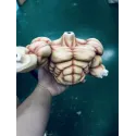 Dragon Ball Z Broly Bao Zi A Studio