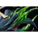One Piece Mihawk Reset Studio