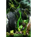 Katekyo Hitman Reborn Lambo Arcobaleno Studio