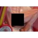 Jujutsu Kaisen Itadori Yuji BDSM Studio