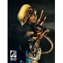 Alien QiJi Studio