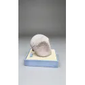 Pokémon Fossil Museum Series Kabutops X Kabuto Miumiu Studio