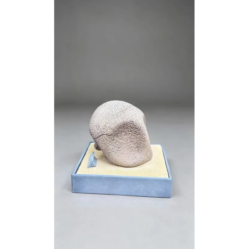Pokémon Fossil Museum Series Kabutops X Kabuto Miumiu Studio