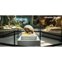 Pokémon Fossil Museum Series Kabutops X Kabuto Miumiu Studio