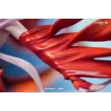 Guilty Crown Yuzuriha Inori Manta Studio
